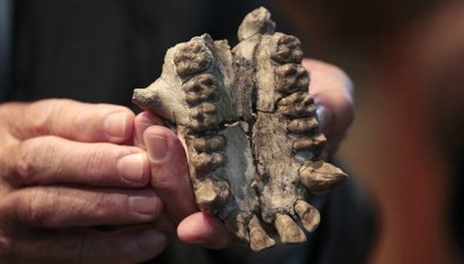 Nalezen další druh starověkého člověka