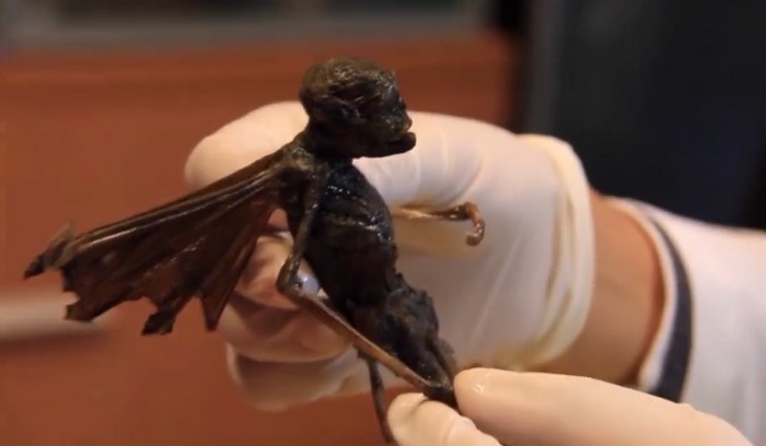 Našel jsi tělo víly nebo mimozemšťana?