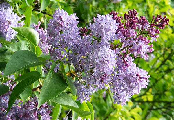 podepisuje 1. května 