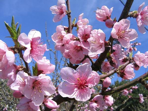 lidové znamení 4. května 