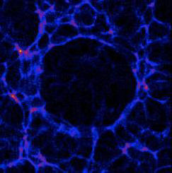 Naše galaxie může být uvnitř bubliny HST