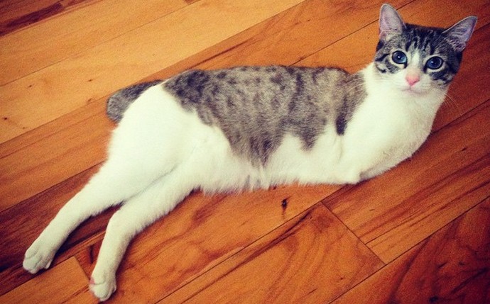 Nenechte se narodit krásně, ani to, jak má štěstí kočka s bipedem.