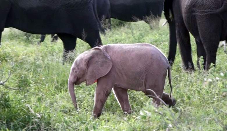 V africké rezervaci se narodil neobvyklý růžový slon dítěte.