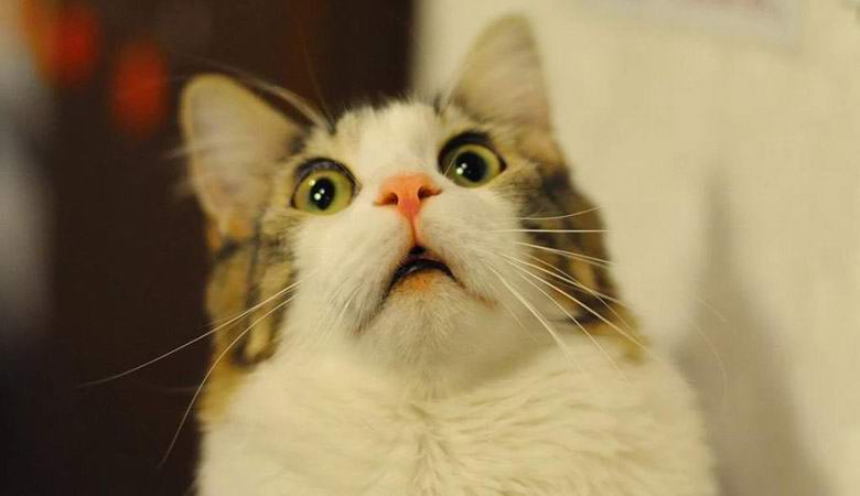 Neobvyklé video: kočky pocítily zemětřesení, než začalo.