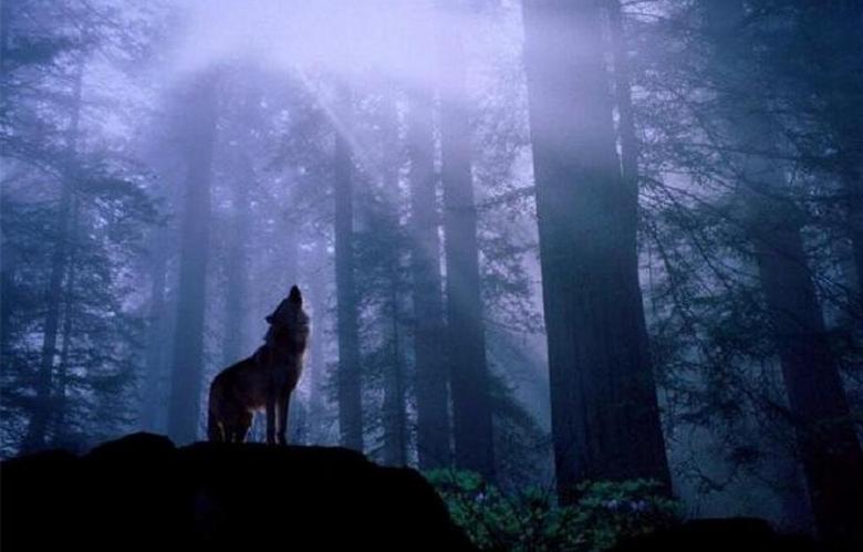 Nepochopitelné zvíře napadlo muže se psem v lese