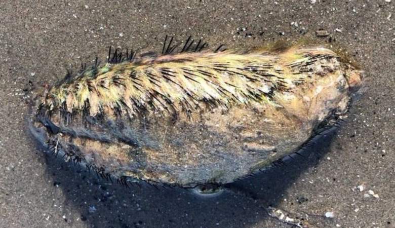 V Liverpoolu se objevilo temné stvoření