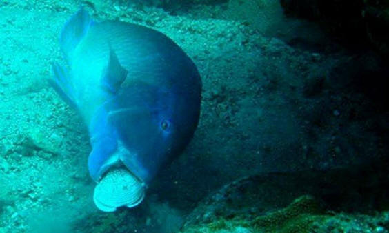 zvířata 121 Nějaký zřejmý důkaz, že zvířata mají duši