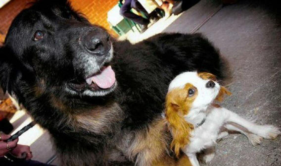 zvířata 131 Některé zřejmé důkazy, že zvířata mají duši