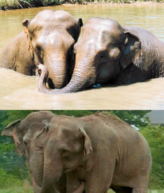 zvířata 141 Nějaký zřejmý důkaz, že zvířata mají duši.