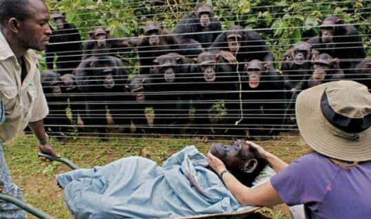 zvířata 31 Některé zřejmé důkazy, že zvířata mají duši