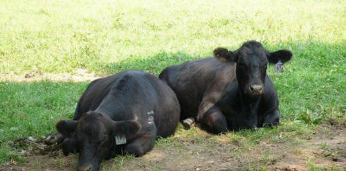 zvířata 61 Nějaký zřejmý důkaz, že zvířata mají duši