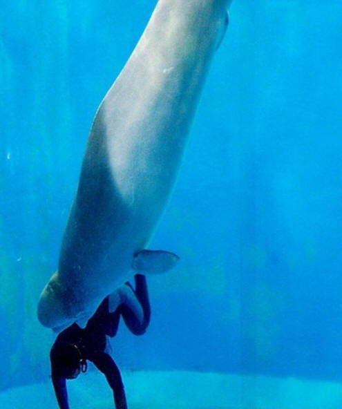 zvířata 81 Nějaký zřejmý důkaz, že zvířata mají duši.