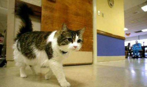 zvířata 91 Nějaký zřejmý důkaz, že zvířata mají duši