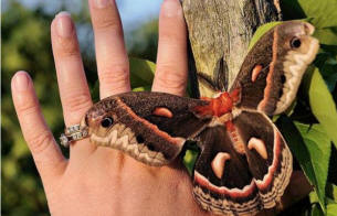 Neuvěřitelně velký můra