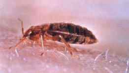 Norsko plavalo s hordy bugů