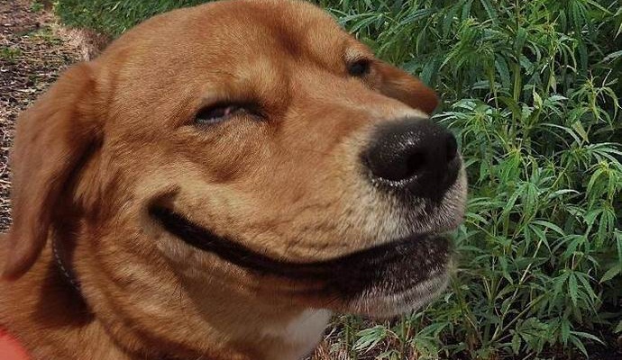 Nový americký zákon umožní zvířatům kouřit marihuanu