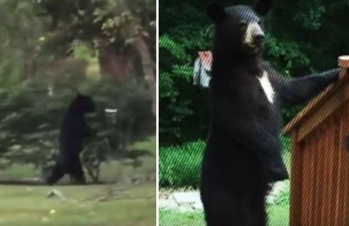 Pedal nahradil nový vztyčený medvěd.