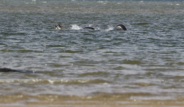 Nová fotka Loch Ness Monster