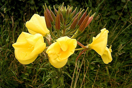 Řekni slovo o sexuální reprodukci