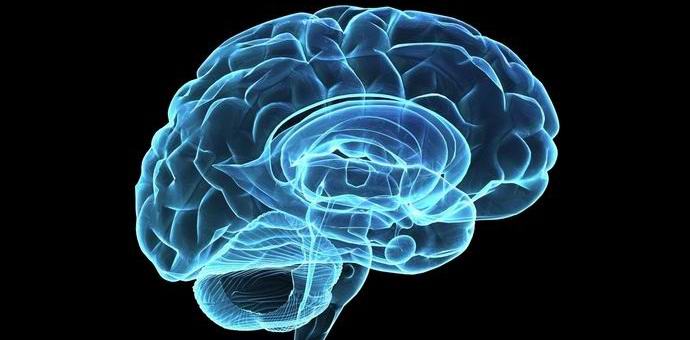 Sjednocené bakterie jsou schopné tvořit kolektivní mysl