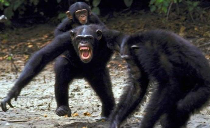 Opice také uvolňují mnoho let války