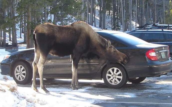 Auto lízání auta terorizuje Kanaďany