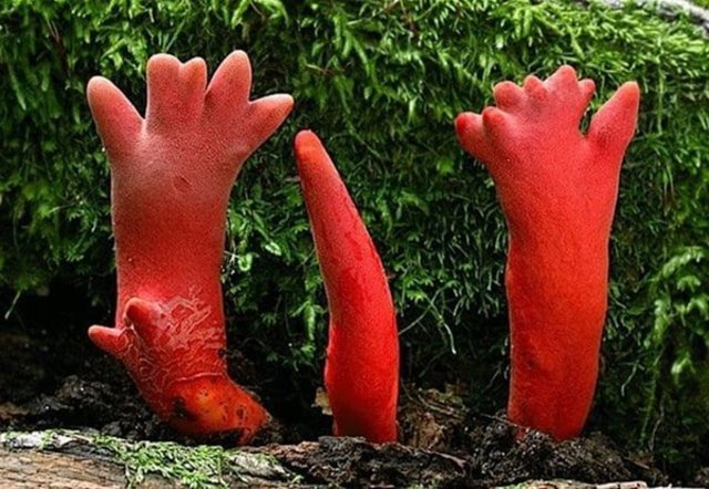 Byly objeveny jedovaté houby, kterých se ani nedotkneme.