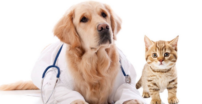 Věnujte pozornost těmto zvířatům