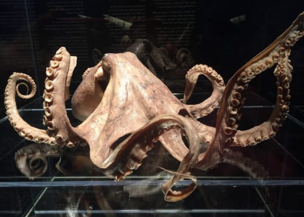 Jedna z Darwinových představ o evoluci byla potvrzena 140 let po jeho smrti 