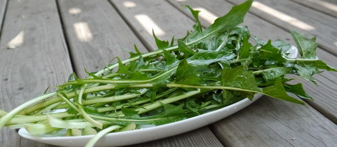 Pampeliška je mnohem zdravější než jiné zelené, které jíme.