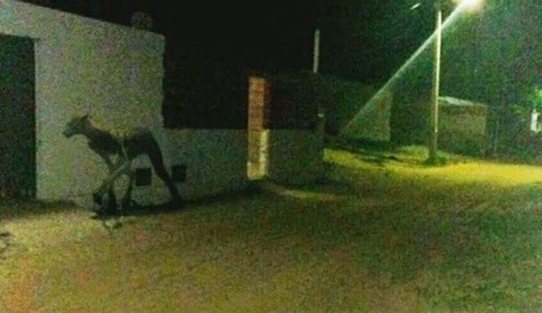 Obrovské psí monstrum terorizuje Argentiny