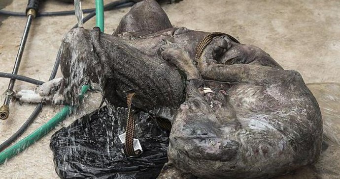 Texas Hunter našel mrtvé chupacabra