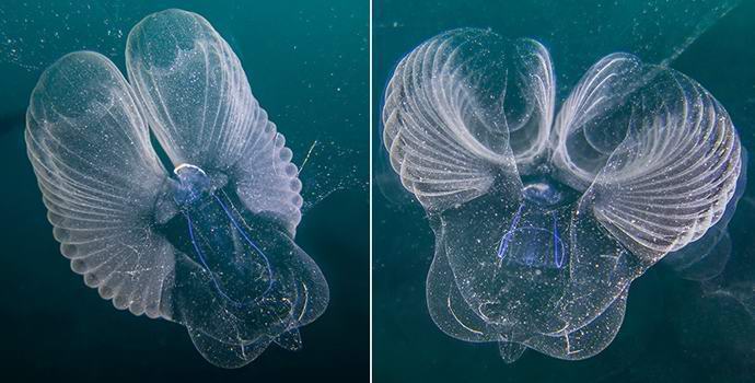 Oceánografové chytili vzácné tajemné stvoření