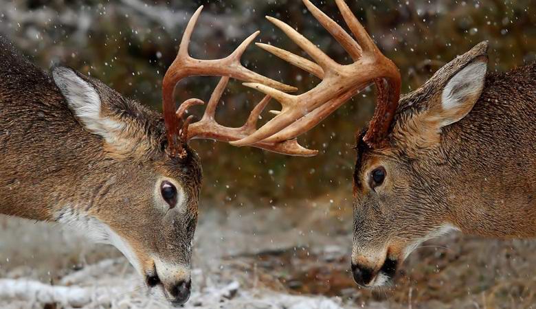 Jeleni bojují jako zajíci