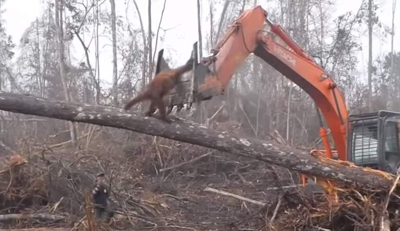 Orangutan se pokusil zaútočit na buldozer a chránit původní les.