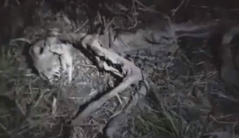 Zbytky podivného tvora nalezeného v Chile