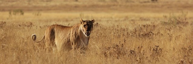 Pozor: lvíče je na cestě!