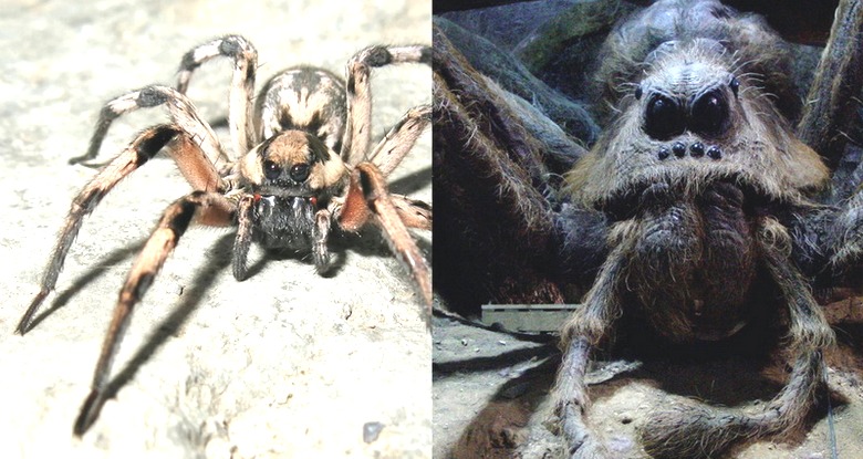 Pavouk velikosti webu překvapil web