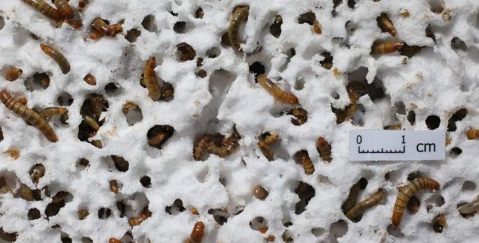 Polyfoam může být odstraněn tím, že dá červům