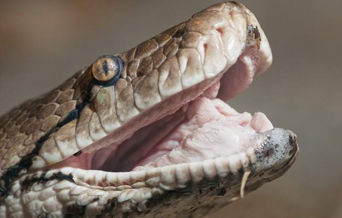 Python v Indonésii pohltil celý farmář