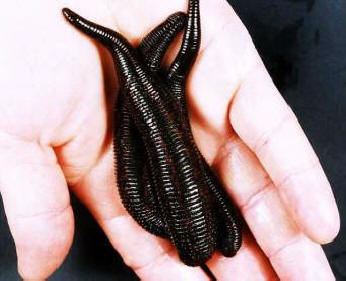 Pijavice pomohly chirurgům obnovit ušima ušima psa