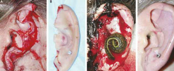 Pijavice pomohly chirurgům obnovit ušima ušima psa