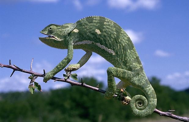 Proč a jak chameleoni mění barvu pleti?