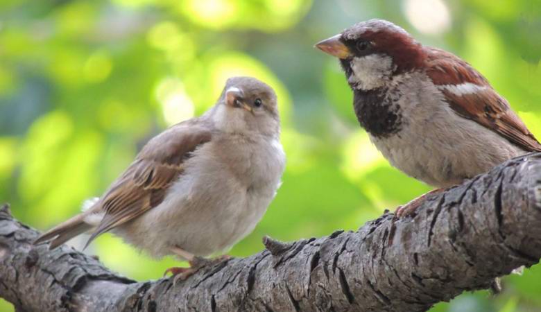 Proč vrabci mizí z ruských měst?