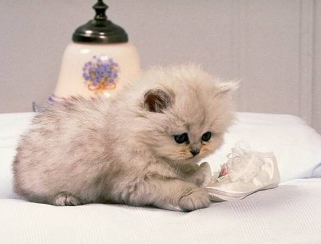 Proč tolik milujeme kočky?