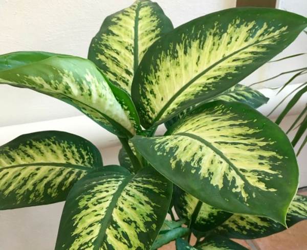 Rostlina Dieffenbachia 