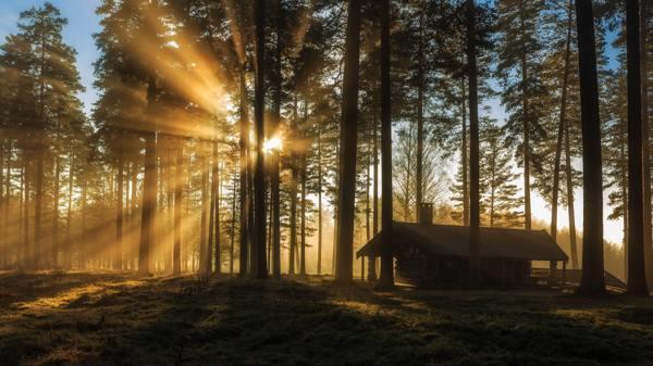 je možné zasadit smrk na pozemek znamení 