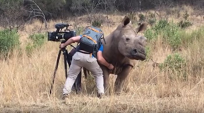 Poškrábejte břicho divokého nosorožce