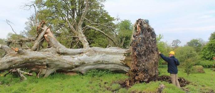 Pod kořeny staletého buku byly zbytky středověkého dospívajícího.