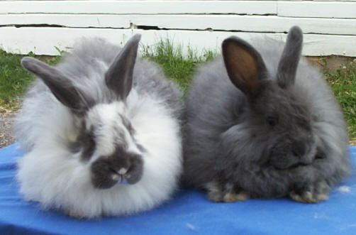 frenski-angorski-zaek